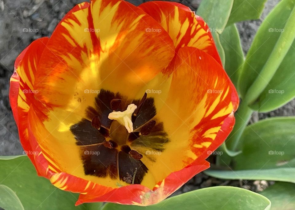 Orange and yellow tulip 