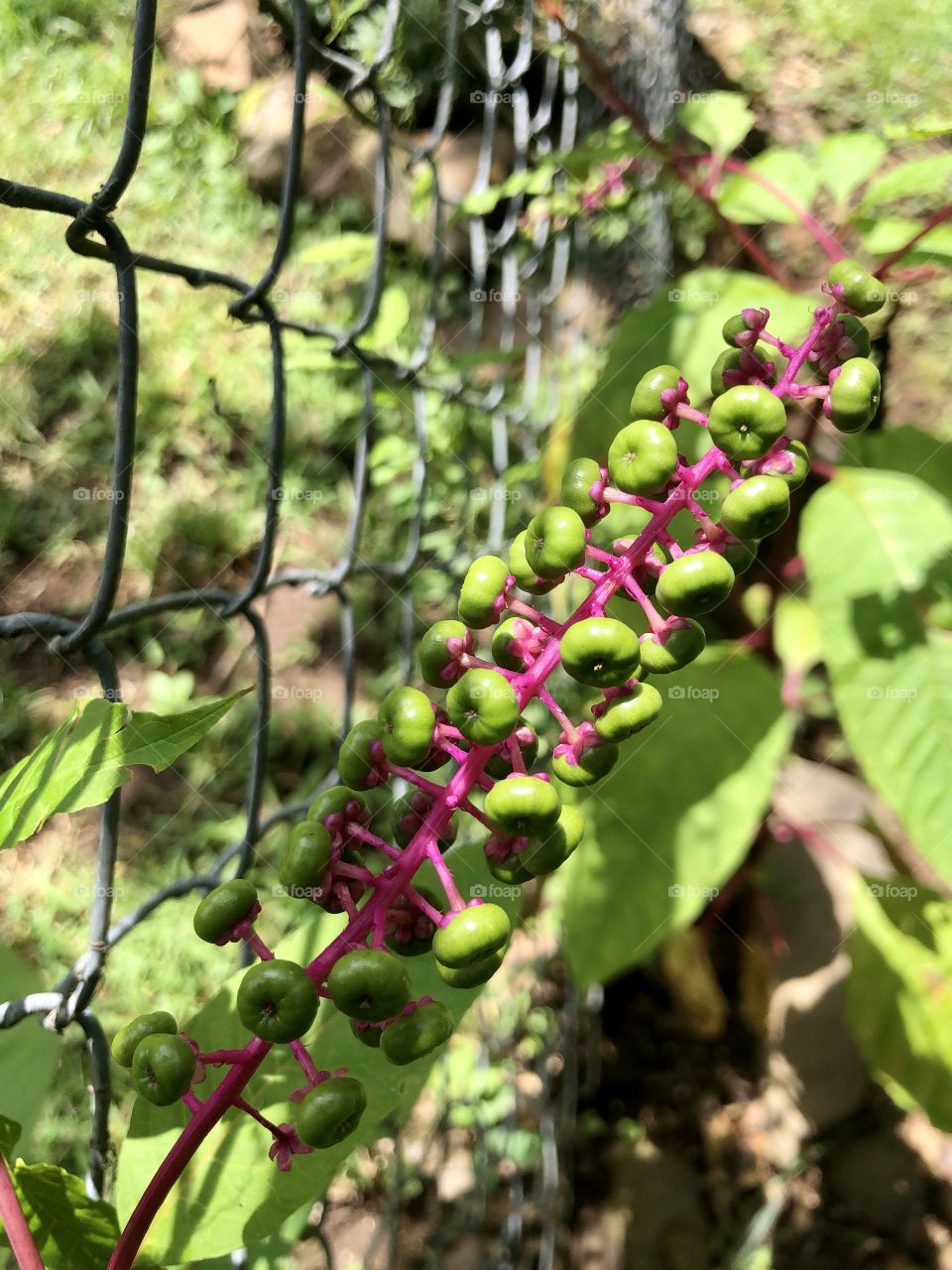 Poke weed growing along chain link fence in sunshine 