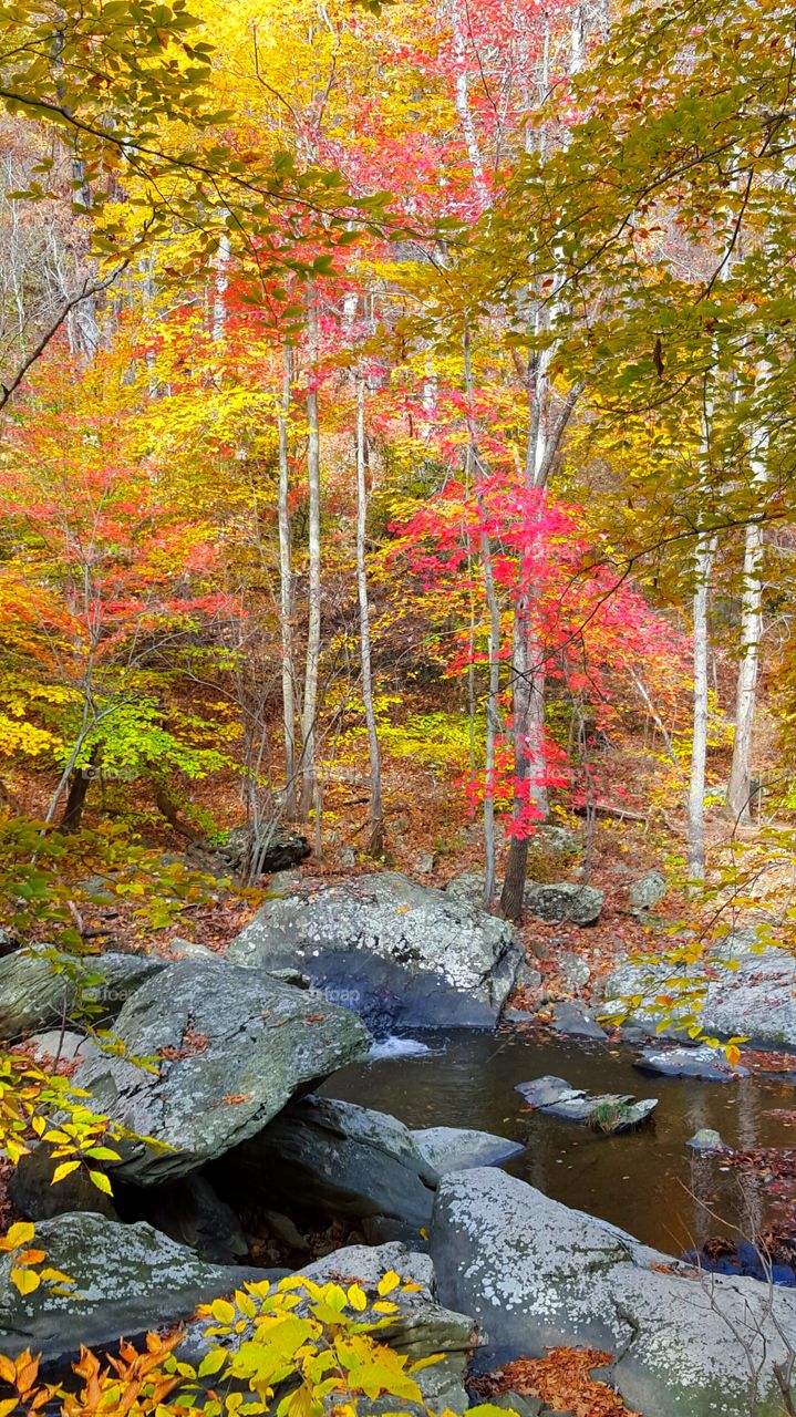 forest in autumn