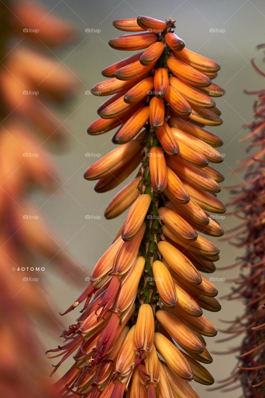 Aloe Macro