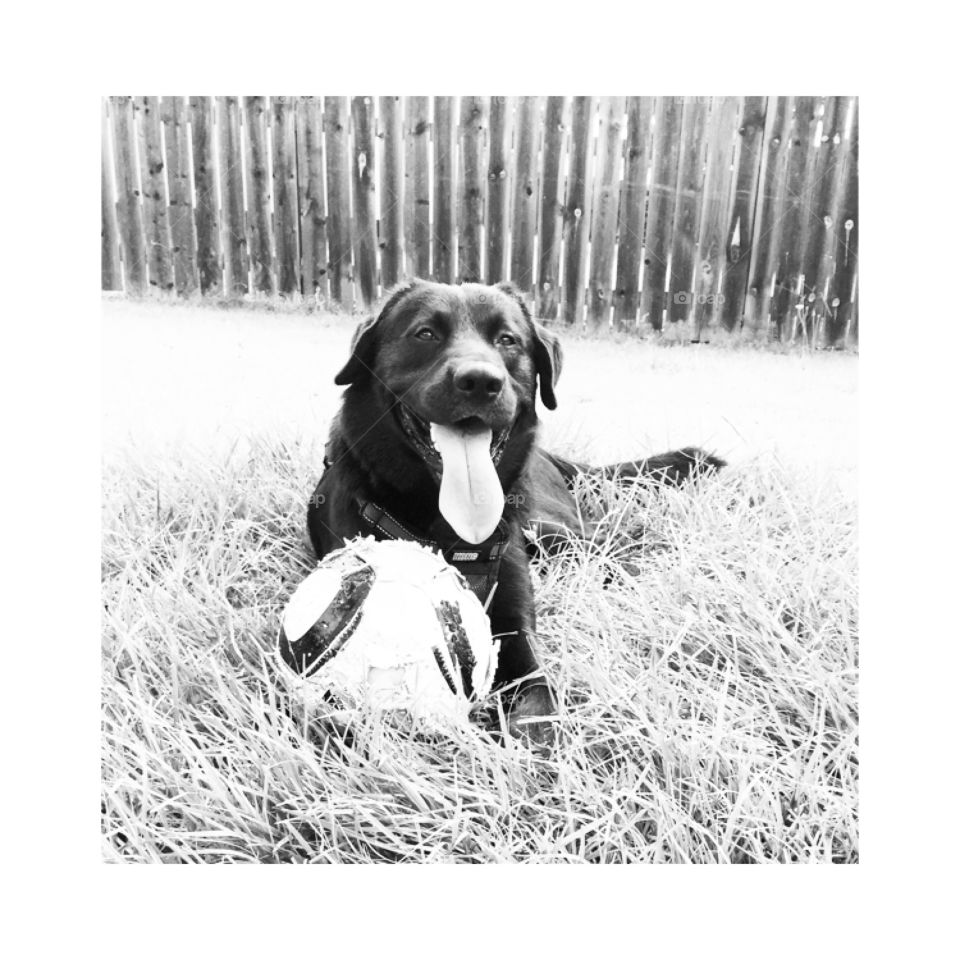 Labrador Retriever and his soccer ball
