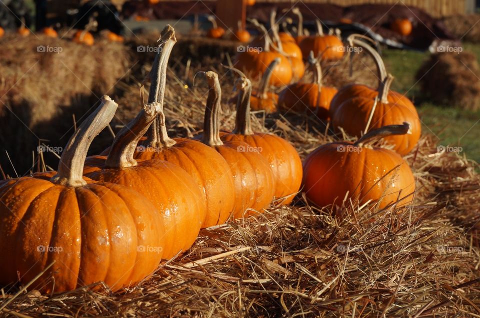 Pumpkins in field