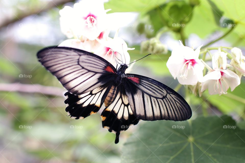 Black white butterfly