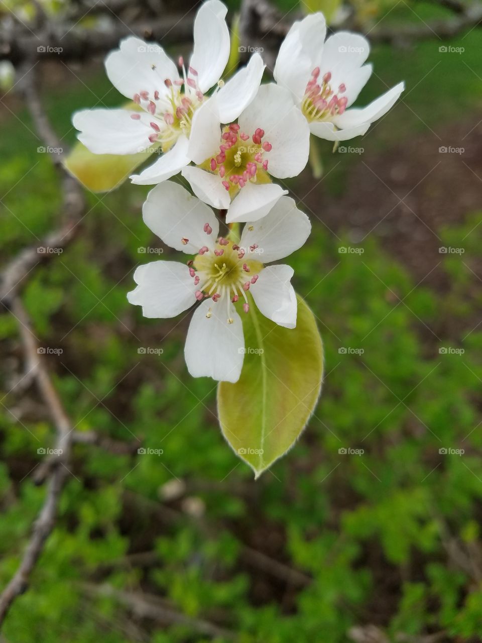 pear blossoms