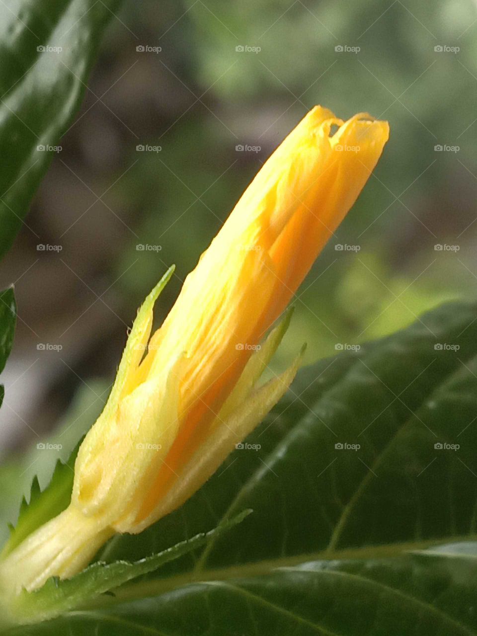 yellow bud : ram goat bush