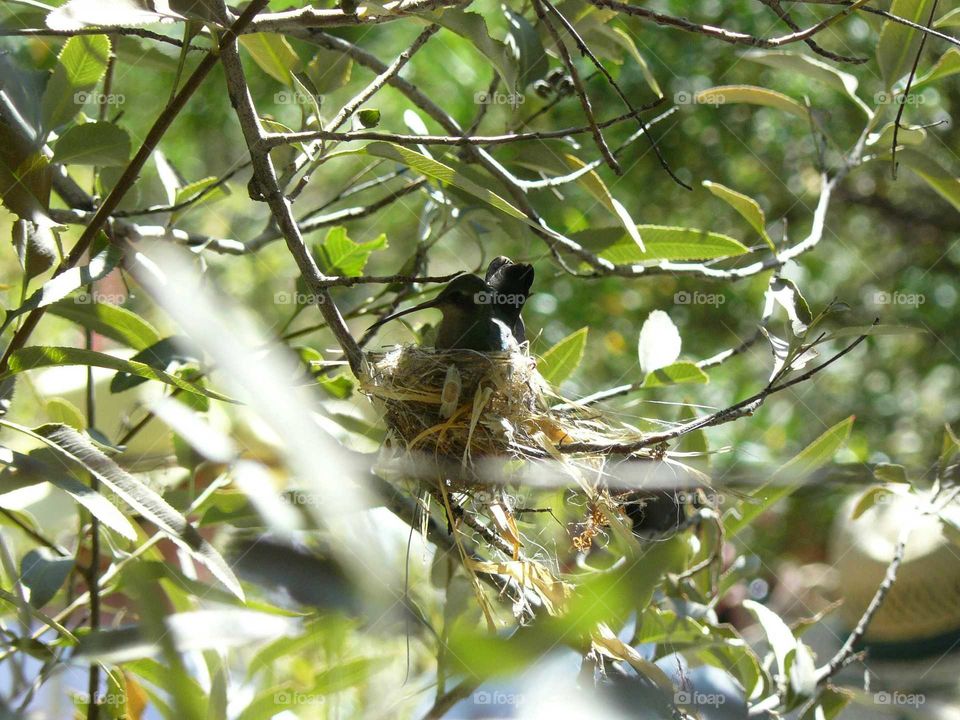 Hummingbird on her nest