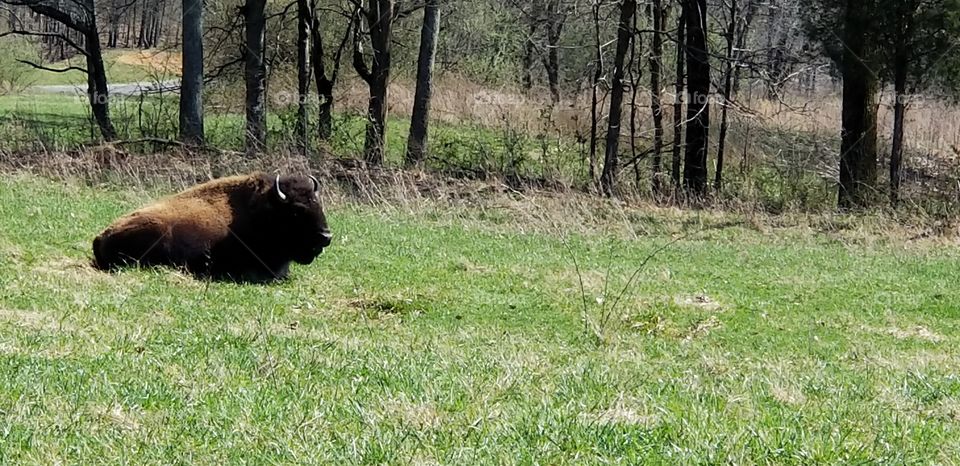 Relaxed Bison