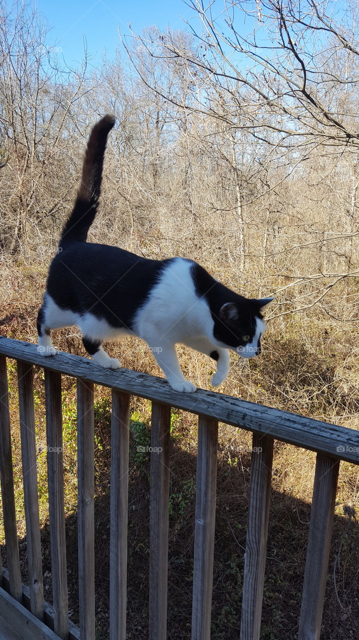 cat on a balcony railing