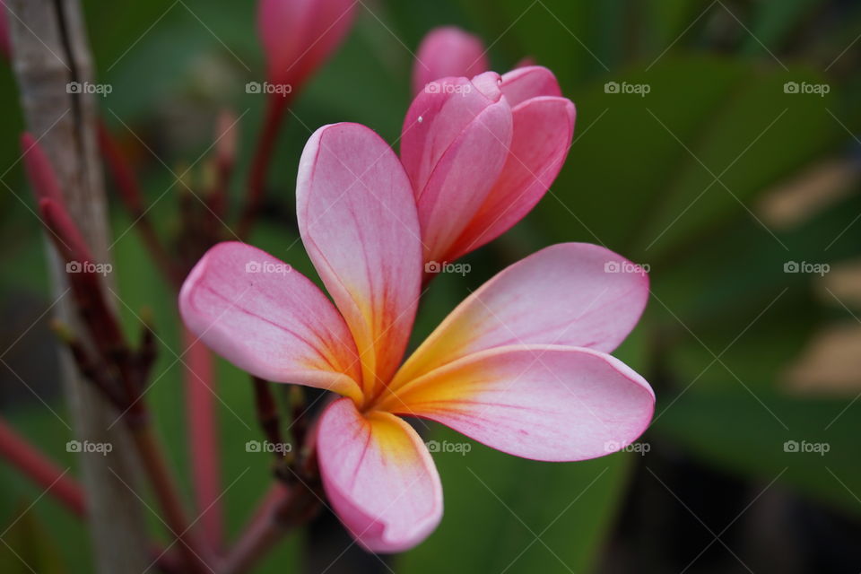Close-up of a frangipani