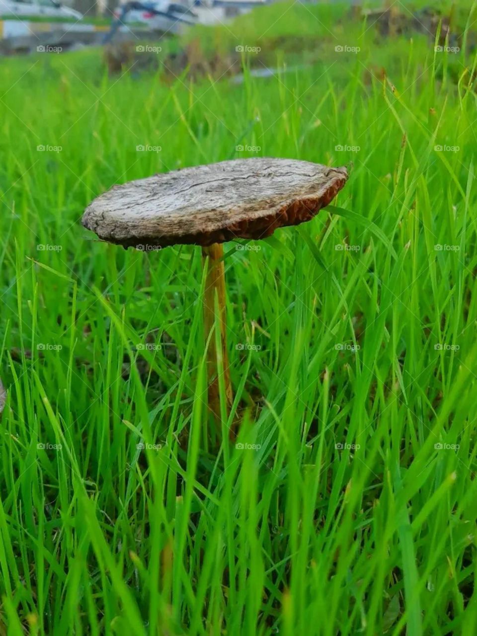 Undoubtedly, one of the hobbies and pleasures of a nature walker is finding and researching forest mushrooms, especially in fall and spring. I recently got acquainted with this hobby and it's really enjoying..