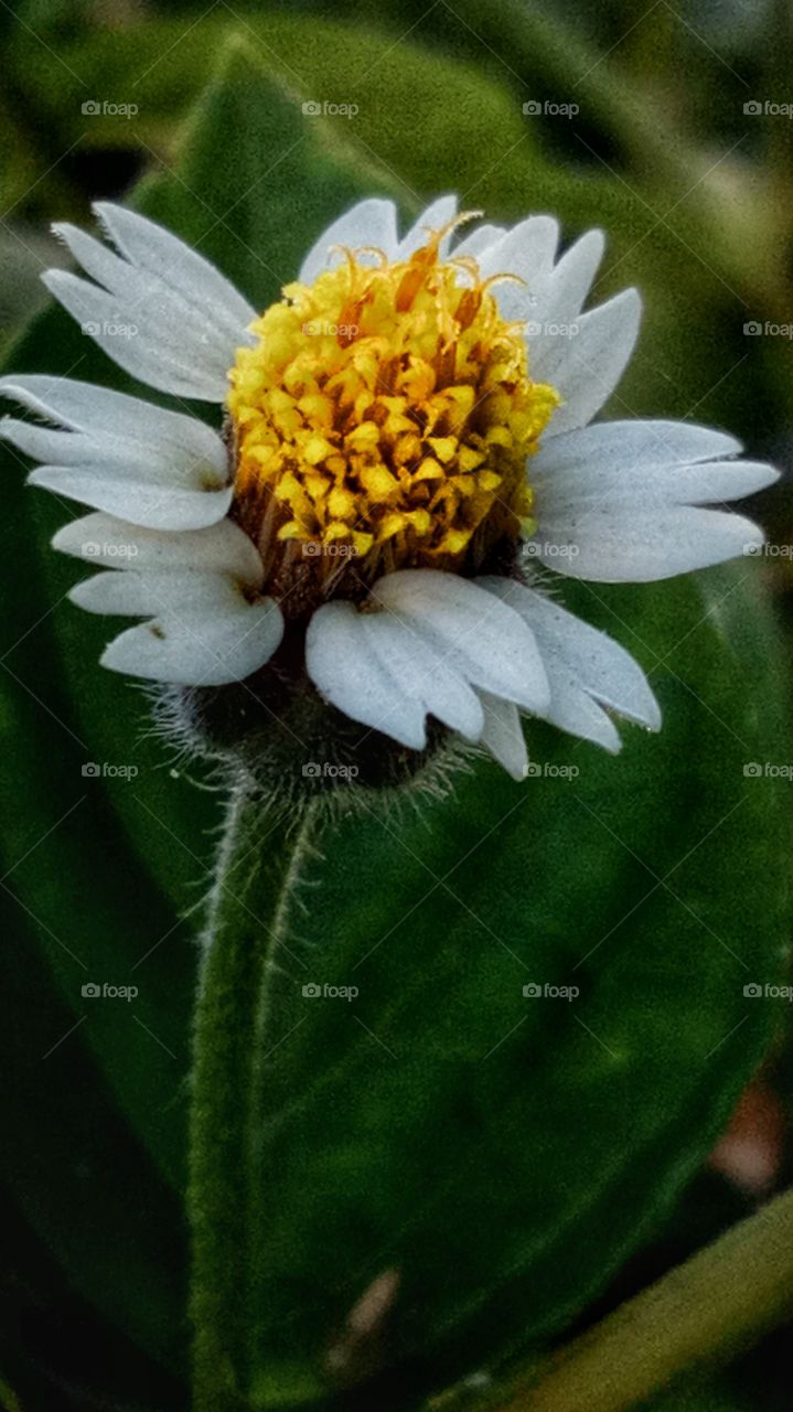 Macro in wild flower