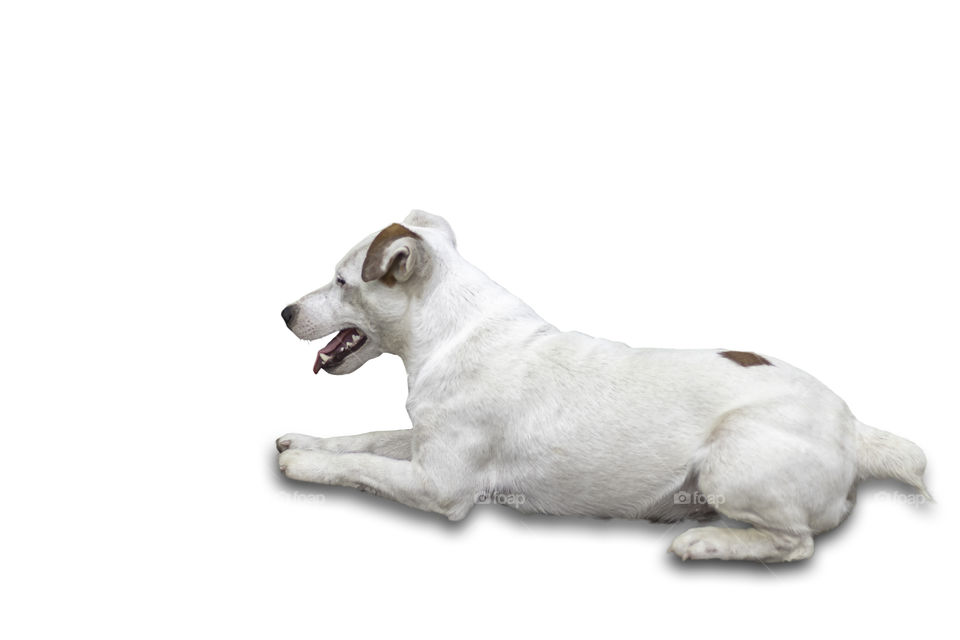 Isolated Portrait of white dog on a white background with clipping path.