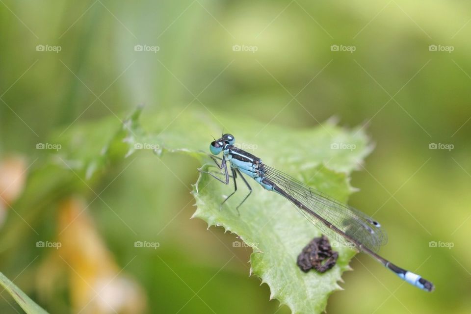 Close-up of little blue dragonfly