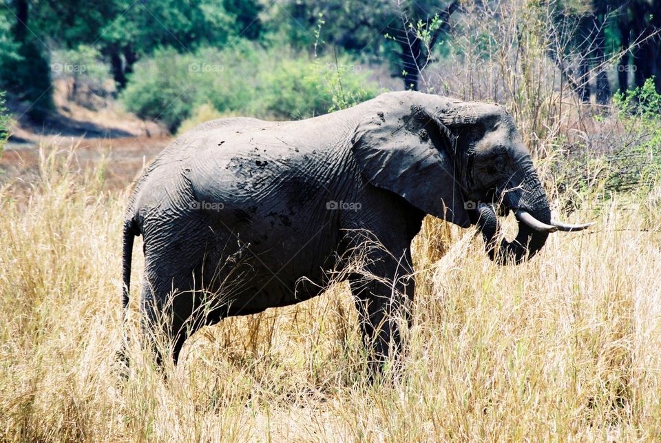 Elephant solo, Zambia