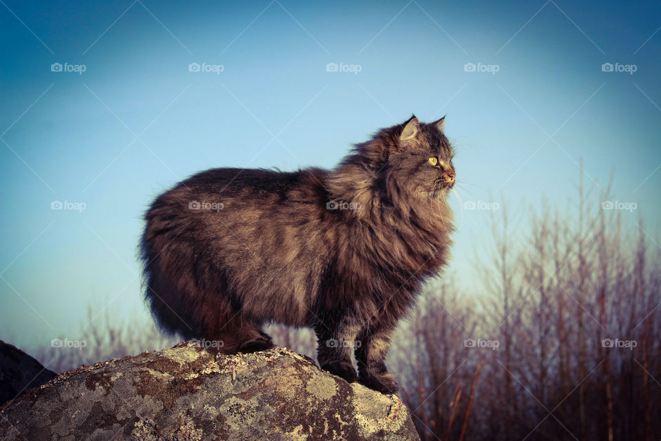 Close-up of cat standing on rock