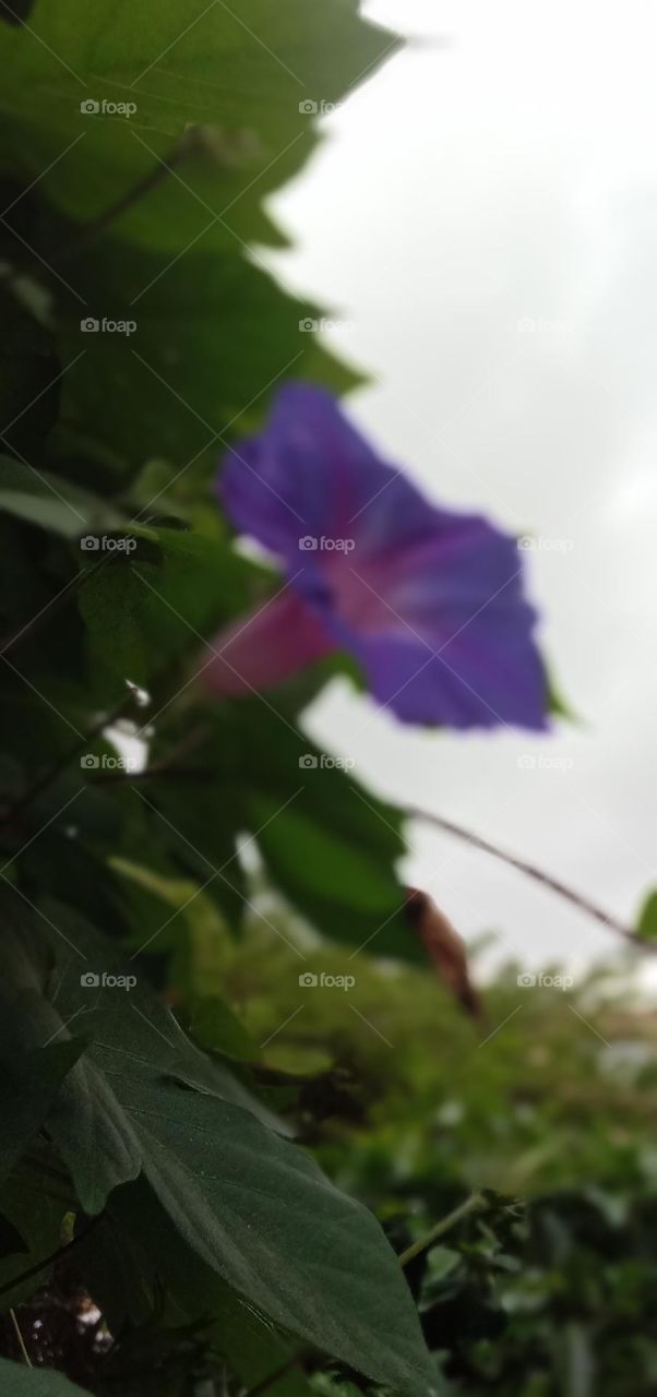 Blur bloom 🌼❤️