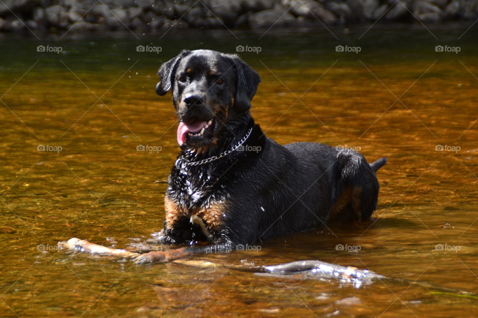 Relaxed funny dog