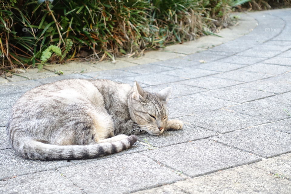 A sleeping tabby cat on the road.