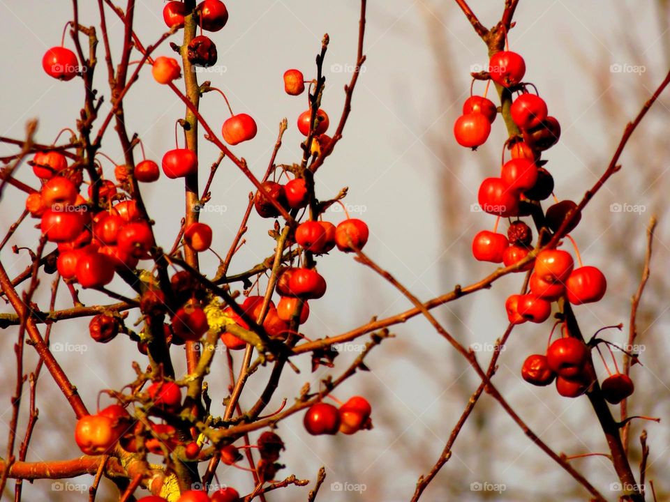 autumn berries