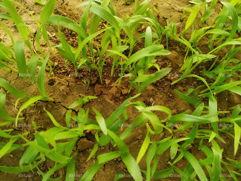 Green plants in fields from Rajasthan India