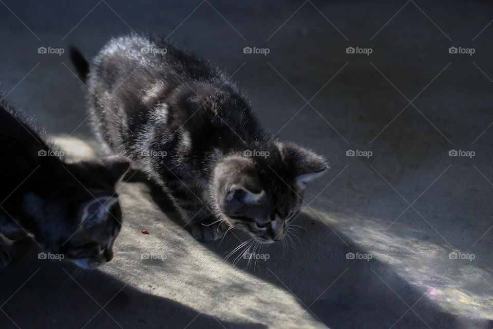 View of curious kittens