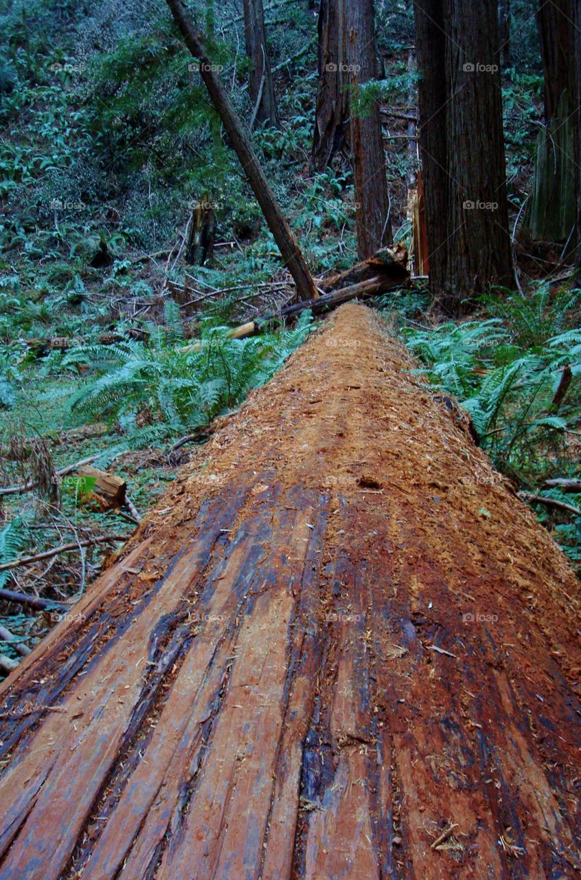 fallen redwood
