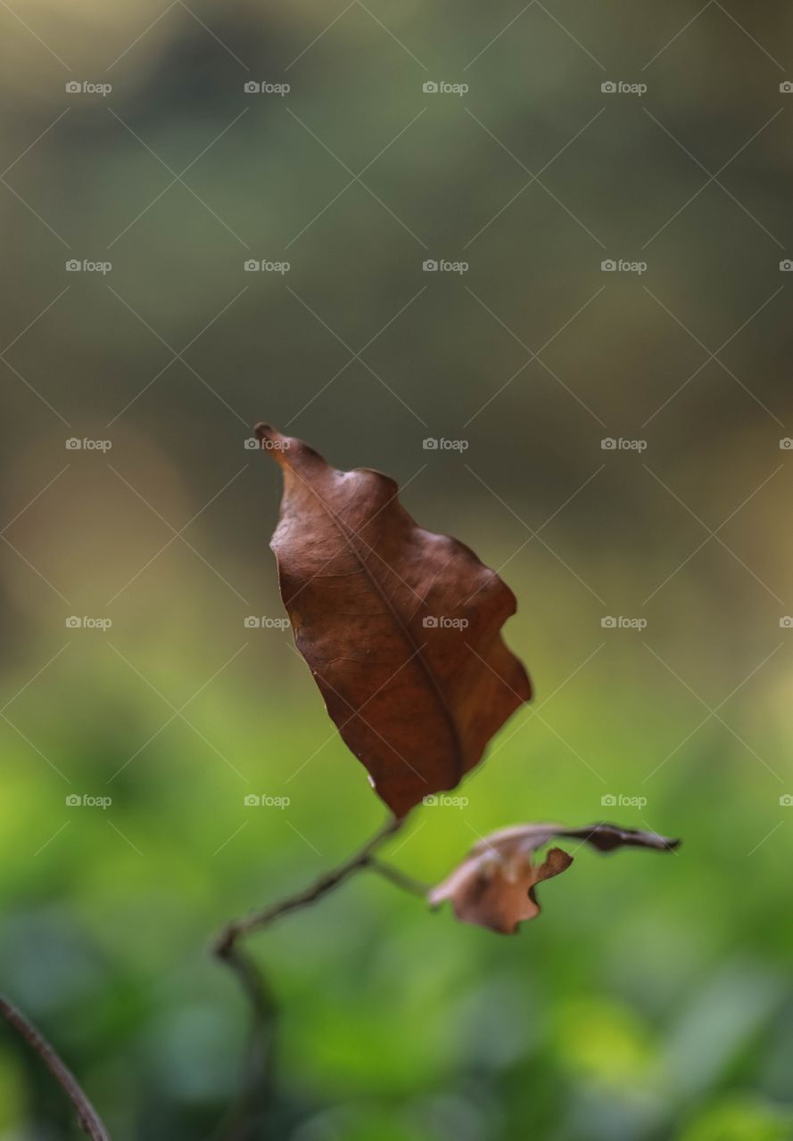 Minimalistic
Minimalist appearance of a leaf in a garden.
