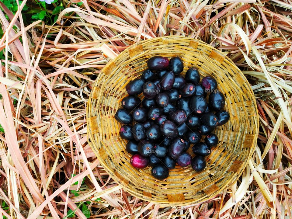 Black berry jamun