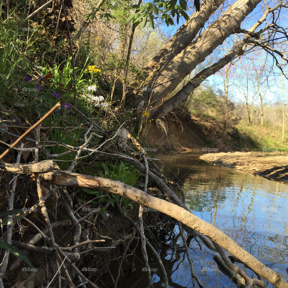 Spring at the creek