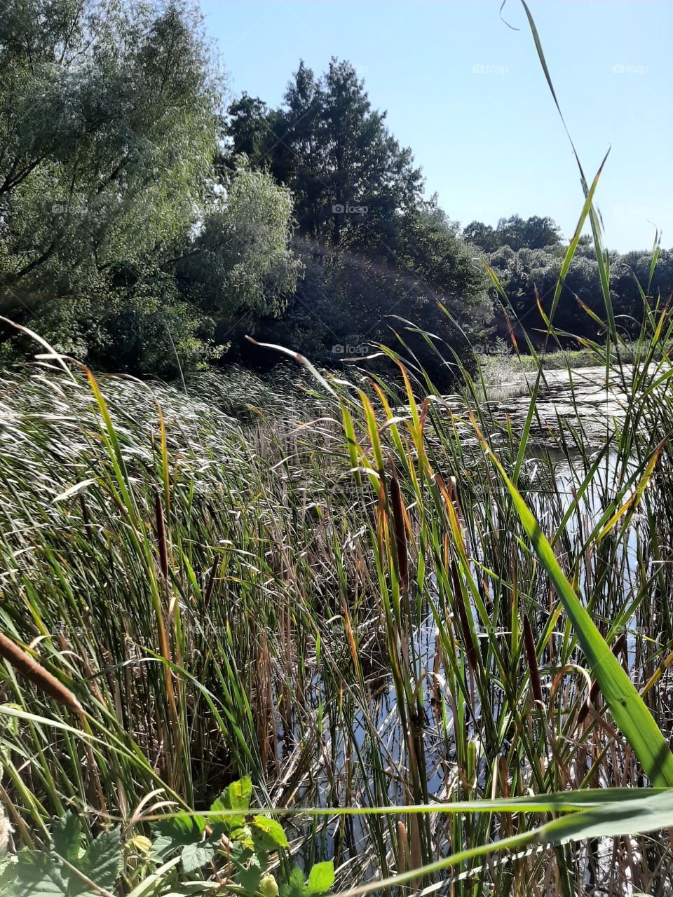 water grasses by the pond
