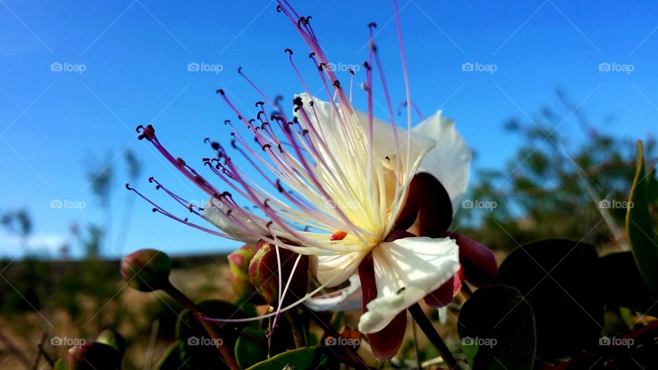 Caper flower in Malta