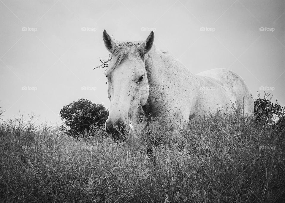 Gray Horse in Black & White
