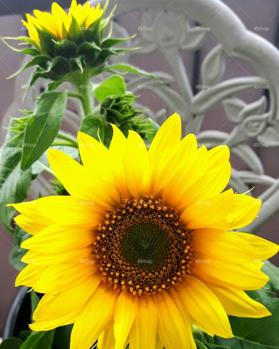 sunflower the ray of the summer!🌻