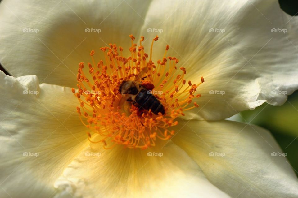 Flower and bee