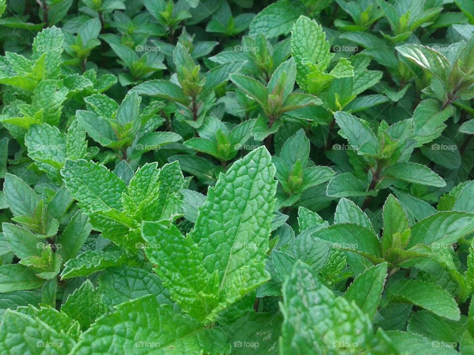 mint patch. this is what invades my front garden every year and i just eat it up!