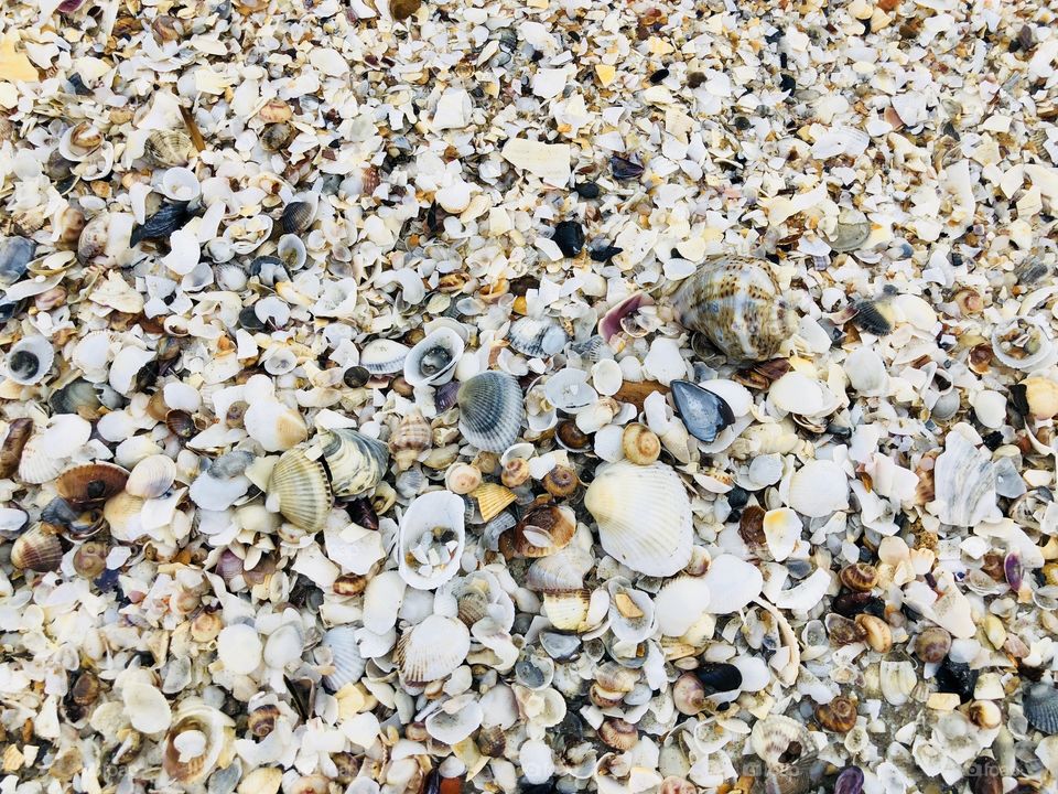 Seashells