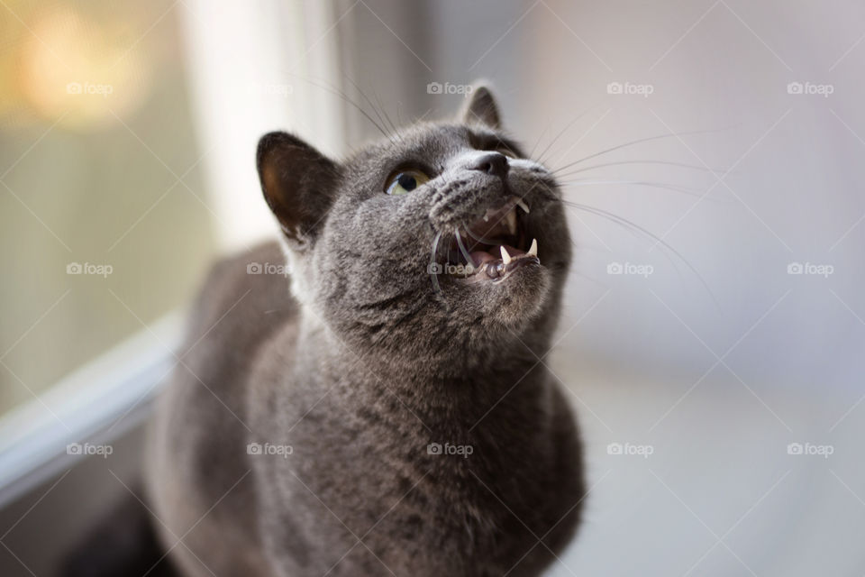 cat, meo, pet, hello, smile, joy, happy