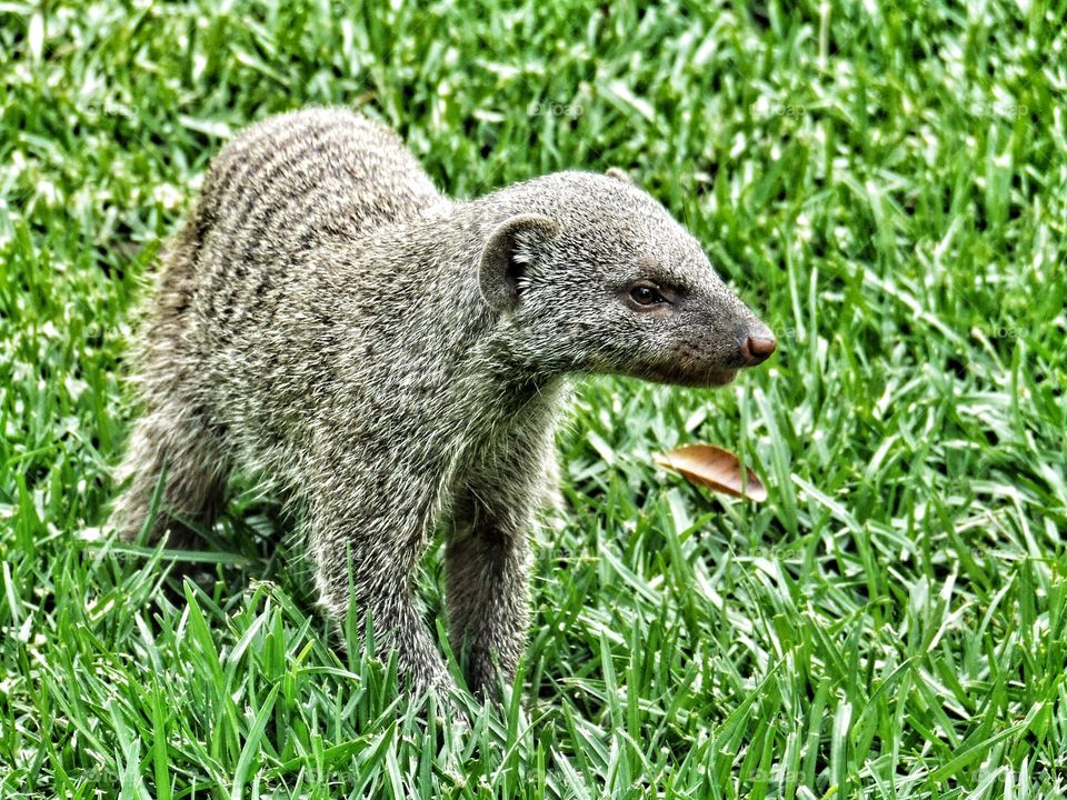 Mongoose