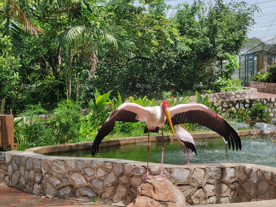 Exploring Bird's Park in summer 🏝️ day's are most relaxation moments and chilling ourselves.