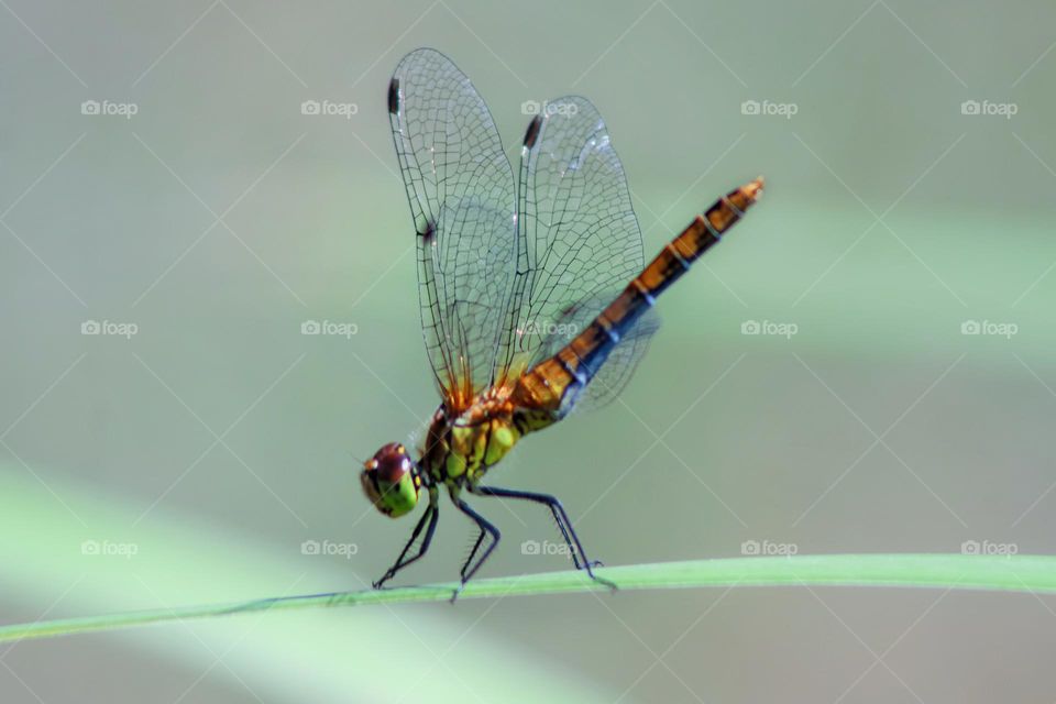 Dragonfly on grass 