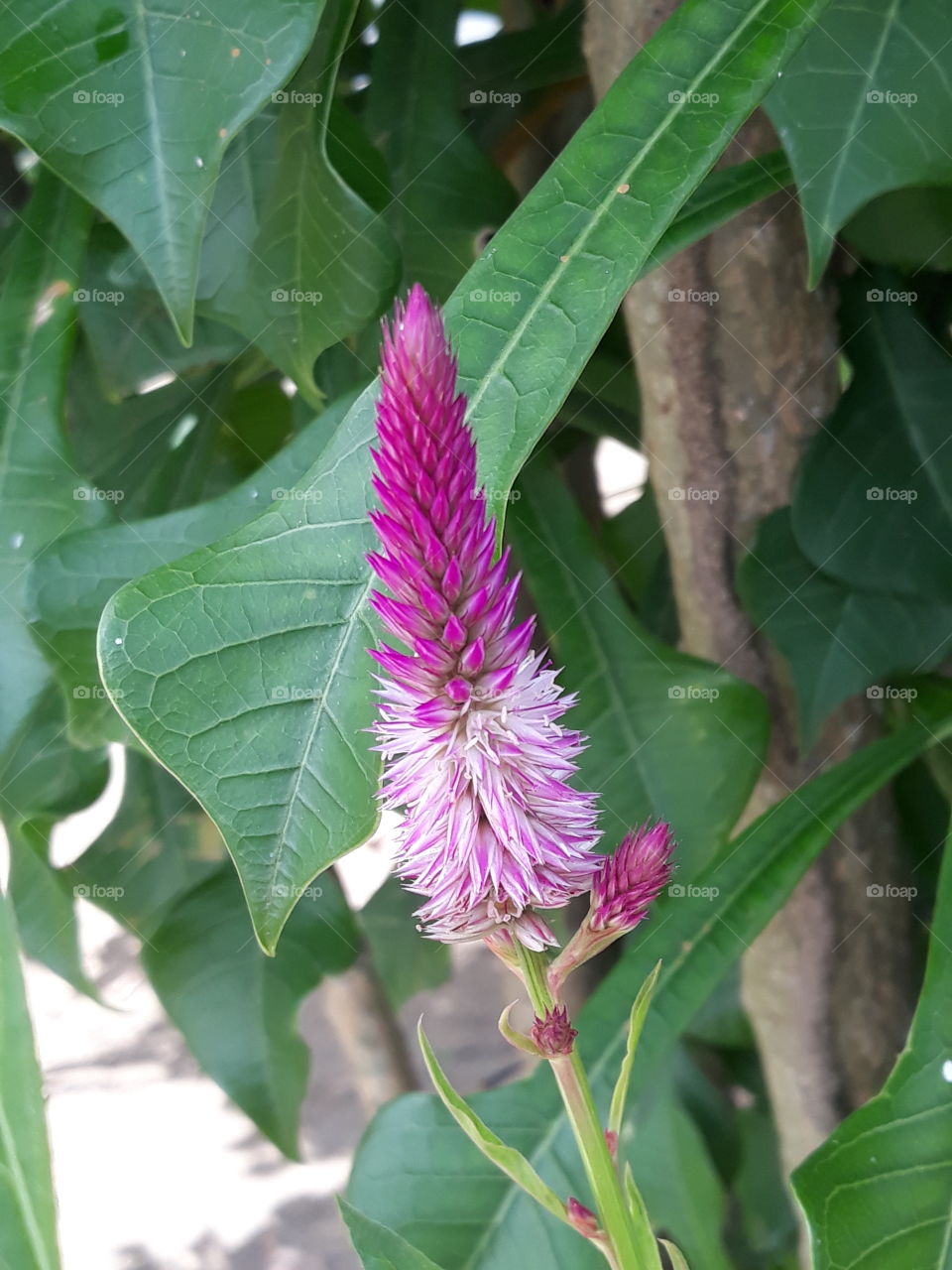 flower cone
