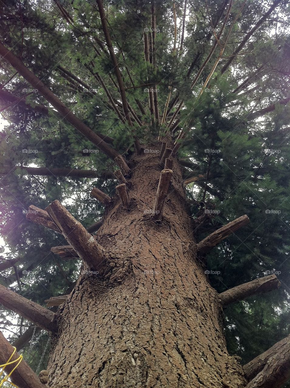 Large pine tree