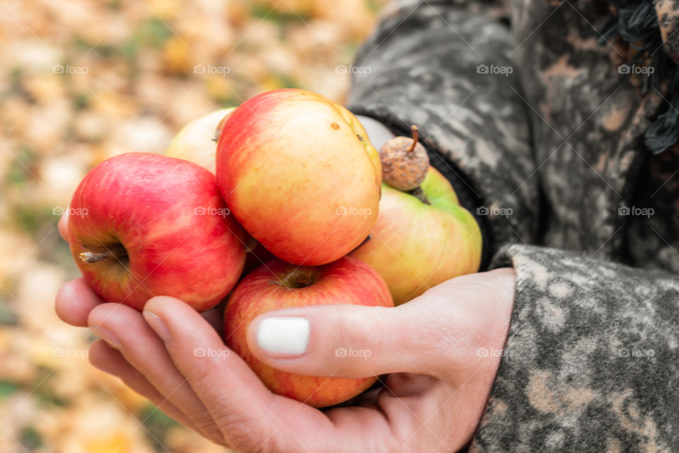 Female hands hold ripe juicy autumn apples