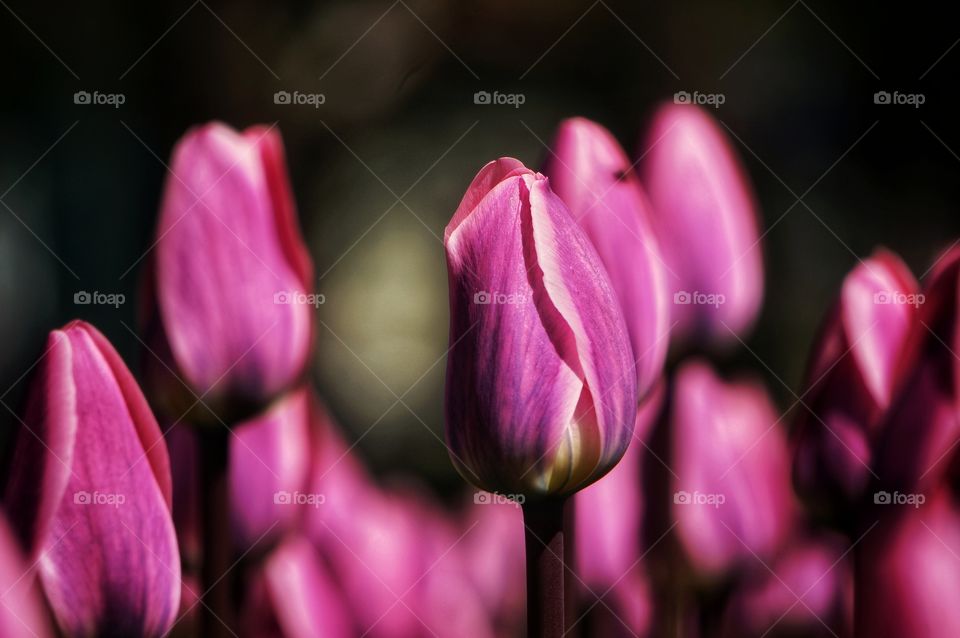 Tulips