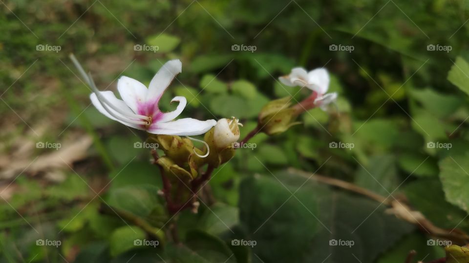 New plant in Spring time