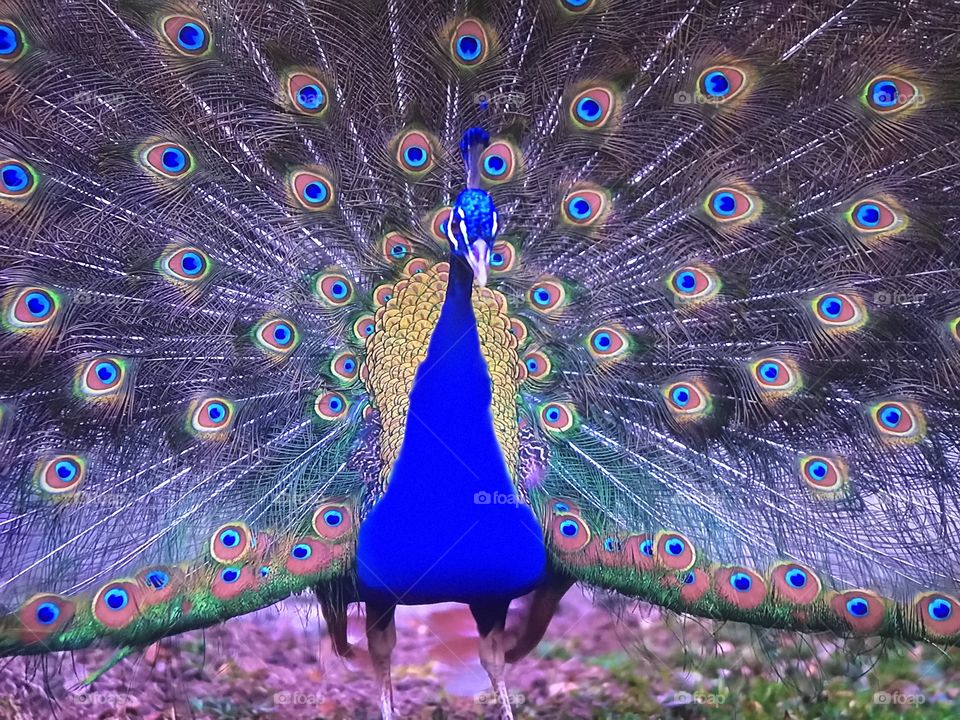 Indian Peacock dancing 
