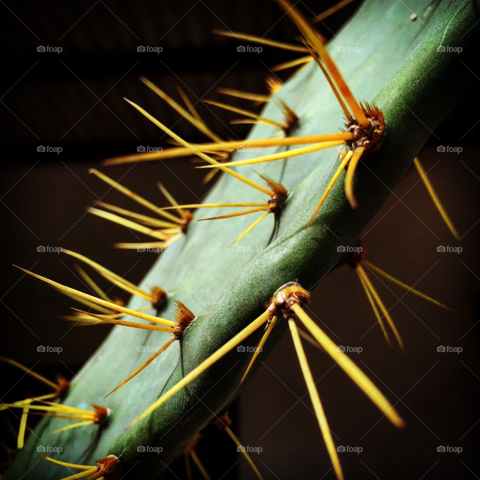 The thorns of cactus