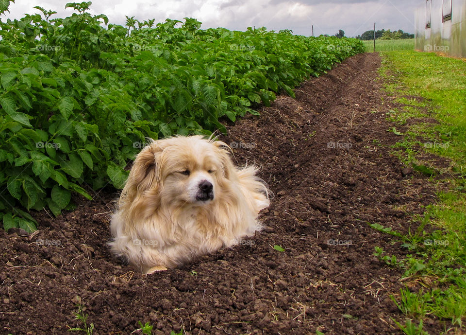 small dog protects potato field