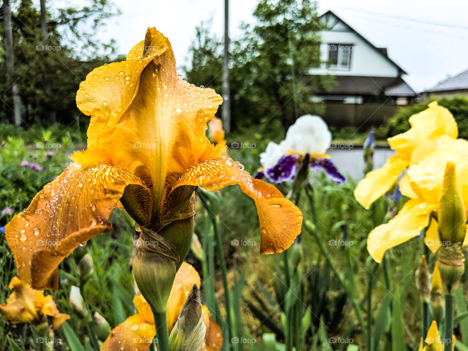 flowers irises in raindrops