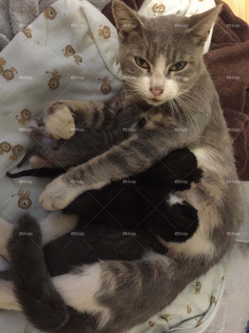 Beautiful gray cat with tuxedo feeding her 4 two week old kittens.